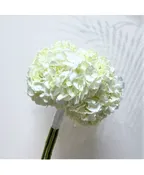 ALL WHITE HYDRANGEA