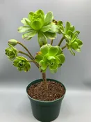 Aeonium hybrid “special” — Desert Creations