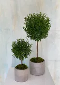 Myrtle Topiary
