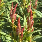 Celosia Kelos Fire Red 6" Pot