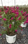 Buddleia x 'Miss Molly' PW — Shreckhise Nurseries
