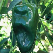 Ancho San Luis Pepper