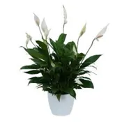PEACE LILY PLANTER  NEW-P36