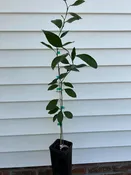 1 Gallon Kimbrough Satsuma Mandarin Tree