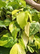 Java White Sunset Shrub (acalypha sp.)