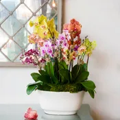 A Burst of Color