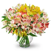 Assorted Peruvian Lilies or Alstroemeria (Free Shipping)