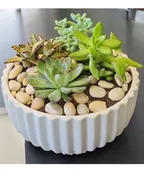SUCCULENT GARDENS