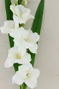 Gladiolus Flower Spray Cream White 33"