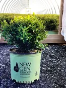 Buxus NewGen Freedom® — Shreckhise Nurseries