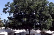 Gymnocladus- Espresso™ Kentucky Coffeetree
