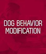 Initial Evaluation — Yuruani Olguin Dog Training Inc