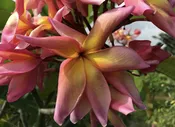 Banana Split-HUGE FLOWERS! ROOTED Plumeria Plant
