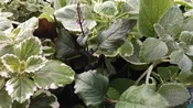 3 Plant Plectranthus Collection