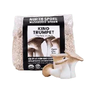 Organic King Trumpet Mushroom Grain Spawn