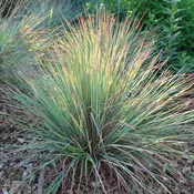 Little Bluestem – Schizachyrium Scoparium (1 Gal)