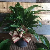 Peaceful Spathiphyllum