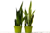 2 Snake (Sansevieria) Plant Variety Pack - 6" Pot