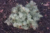 Abies concolor 'Archer's Dwarf' White Fir - Grafted on Abies Firma