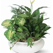 Dish Garden Living Planter