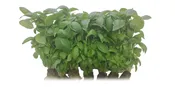 Living Basil