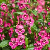 ANGELONIA – ANGELFACE PERFECTLY PINK
