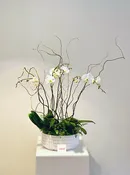 3 Double Orchids
