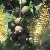 Macadamia Nut [Macadamia integrifolia]