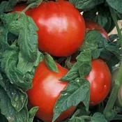 506 Bush Tomato