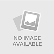 Asiatic Lily Tiny Comfort - 8"