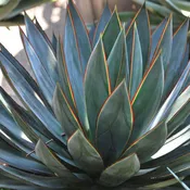Agave ‘Blue Glow’