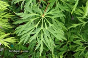 Acer japonicum 'Green Cascade' Japanese Maple