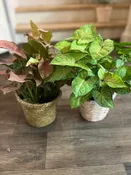 Designer's Choice 6" Green Plant in Rattan Basket