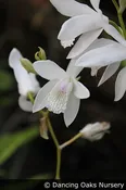 Bletilla striata 'Innocence', Hardy Ground Orchid
