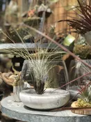 Air plants