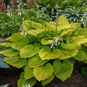 Age of Gold Hosta PP30902