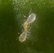 Beneficial Mites- N. Californicus - Sachet - PREORDER ONLY
