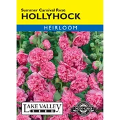 Alcea, Hollyhock 'Summer Carnival Rose' Heirloom