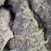 Sour Tropicana | 3.5 Grams | Sativa