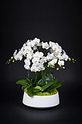 Orchid garden — Casey's Flower Studio