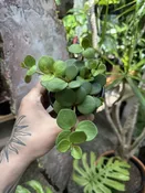 Peperomia Hope — Seattle Plant Daddy
