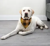 . Kantha Boho Slip Collar Pet Bandana - Small