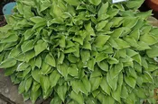 Allan P. McConnell Hosta