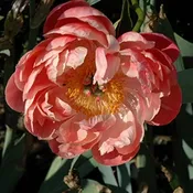 ‘Coral Charm’ Peony