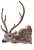 AXIS DEER, SMITH 221/4"