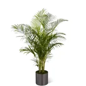 The FTD Palm