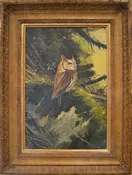 Eastern Screeching Owl