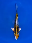 17cm Japanese Imported Yellow Dragon - Aokiya - QT9 - 85
