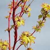 Acer palmatum 'Aka kawa hime' Japanese Maple