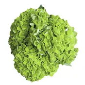 Hydrangea Select Emerald  – 40 stems per box